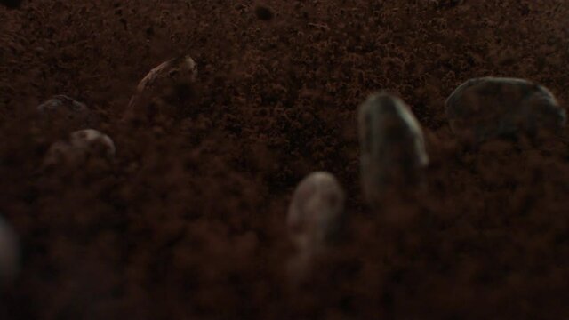 Close-up of selected cocoa beans falling from top to bottom on cocoa powder scattering everywhere. Concept of explosive chocolate flavor and gourmet desserts. Slow Motion