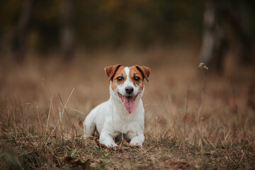 Happy dog autumn jack russell