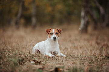 Happy dog autumn jack russell