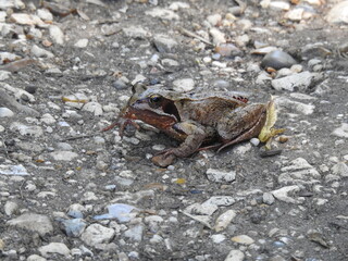 Gray-brown frog on the path