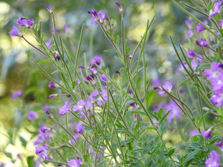 Wild purple tiny flowers