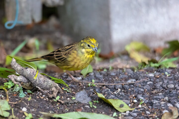 Yellowhammer sitting on the forest floor looking for food