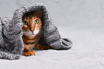 Portrait of beautiful bengal cat with green eyes hidden under gray knitted sweater/wrap looking at...