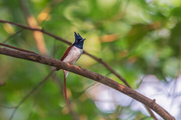  Indian paradise flycatcher (Terpsiphone paradisi)  at urban park, Kolkata