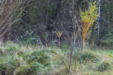 Fototapeta premium hidden kingfisher sitting camouflaged in the bank of a small stream
