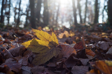 Closeup of ray of light in a autumnal maple leaf on the floor in the forest