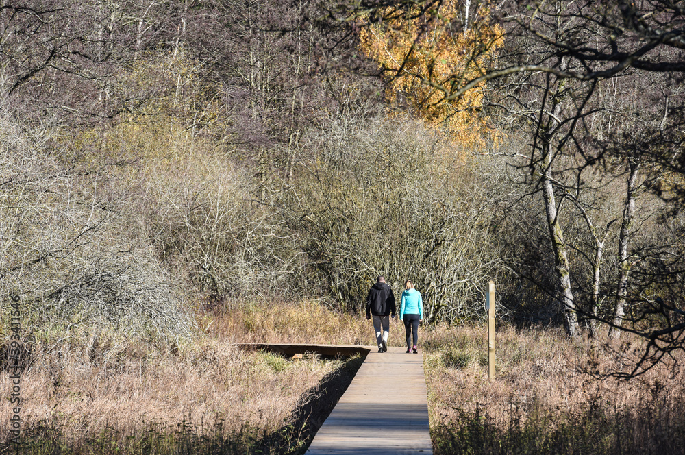 Wall mural Belgique Wallonie bois foret automne saison climat couple