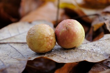 Obraz premium Two galls (cecidia) on an oak leaf. It is kind of swelling growth on the external tissues of plants, fungi, or animals. 