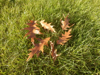 Autumn leaves in the grass