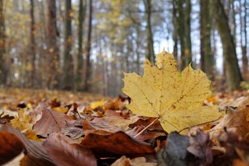 Autumn texture - yellow maple leaf on a forest road covered with autumn leaves.