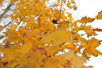 autumn leaves on tree, yellow leaves on the tree,

