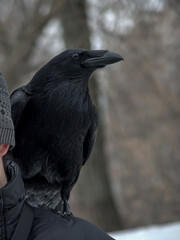 Tame black raven on the shoulder of the owner.