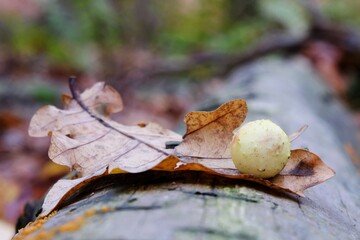 Gall (cecidia) on an oak leaf. It is kind of swelling growth on the external tissues of plants, fungi, or animals. 