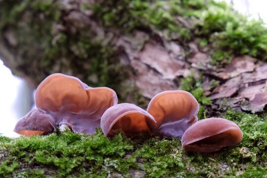 Forest mushrooms - edible mushroom Auricularia auricula-judae (Latin for 'Judas's Ear'), known as the Jew's ear, (black) wood ear, jelly ear, pepeao