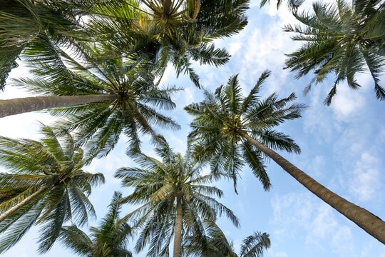 this is garden coconut tree.  so i gave this picture,you can take it if you like,but i am very happy to click thik photo...