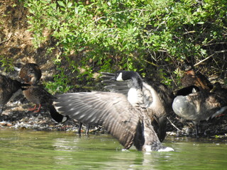 Geese close to the shore on the lake by the bushes