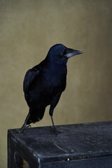 Rook bird with glossy black plumage. Corvus frugilegus