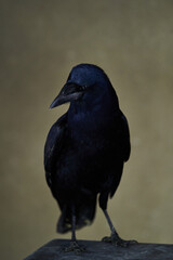 Rook bird with glossy black plumage. Corvus frugilegus