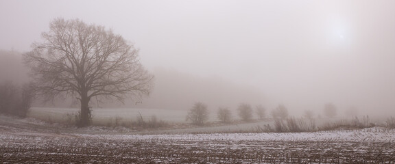 single oak tree with bare branches  on a harvested stupple field in the fog in winter