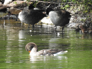Geese under green bushes and on the water
