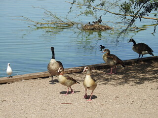Geese on the concrete shore near the lake