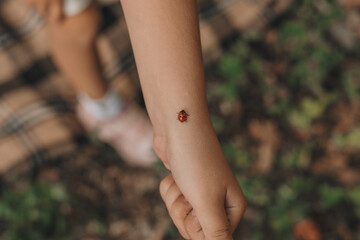 Naklejka premium ladybug on the hand