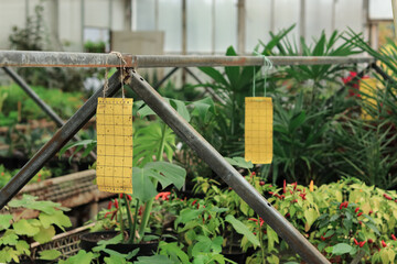 Sticky insect traps in greenhouse with green plants