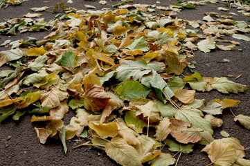 autumn leaves on the ground