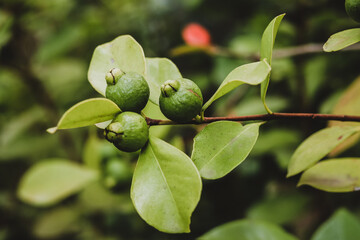 Young green pomegranate fruits on a branch with a dark background