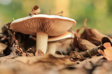 Two mushrooms, large and small, grow in fallen autumn leaves