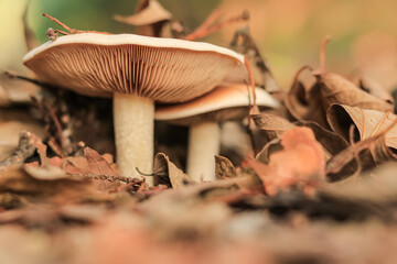 Two mushrooms, large and small, grow in fallen autumn leaves