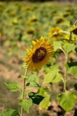 sunflower plant