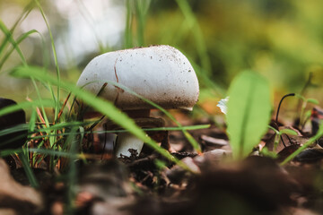 One champignon growing in autumn in the forest