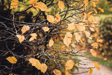 Autumn texture of bush branches with sparse yellow leaves
