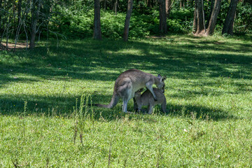Wild Kangaroos at Morisset Picnic Area, Newcastle, New South Wales, Australia