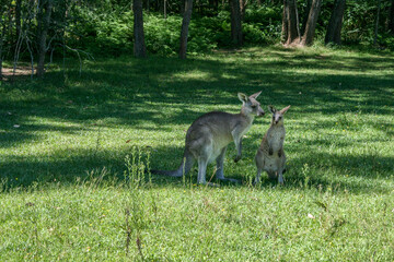 Wild Kangaroos at Morisset Picnic Area, Newcastle, New South Wales, Australia