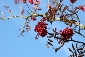 Red rowan berries on the rowan tree branches
