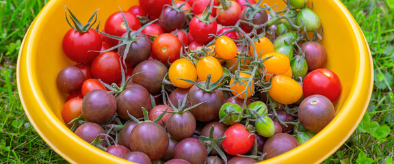 Fresh red purple yellow lots of tomatoes in big plate with green grass background
