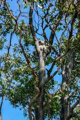 Obraz premium Koala sitting in a tree