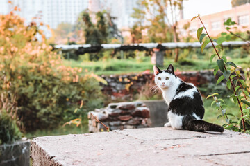 Black and white cat sitting on the edge of a concrete slab in autumn