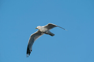The common gull (Larus canus)