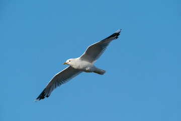 The common gull (Larus canus)