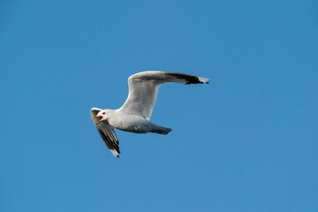 The common gull (Larus canus)