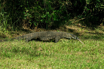 Monitor Lizard next to the beach in New South Wales, south of Byron Bay, Australia