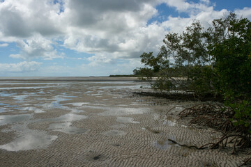 East coast beach with mangroves at Fraser Island, Queensland, Australia