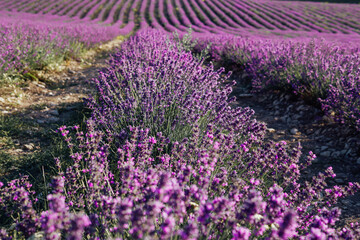 Fototapeta na wymiar field of fragrant flowers of purple lavender before the Provence harvest