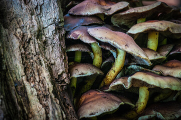 mushrooms on a tree