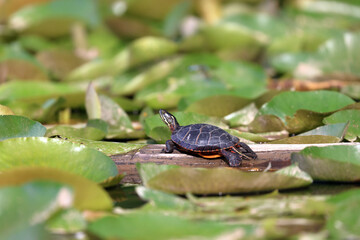 Turtle Alert!