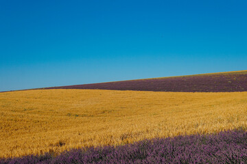 Fototapeta na wymiar field of fragrant flowers of purple lavender and yellow wheat Provence harvest