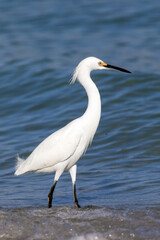 Snowy Egret